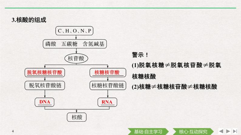 第5节　核酸是遗传信息的携带者课件PPT04