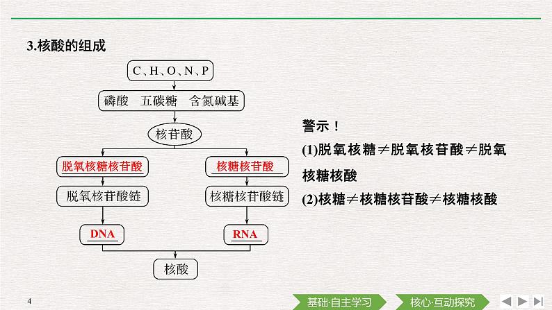 第5节　核酸是遗传信息的携带者课件PPT04