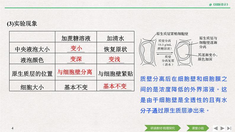 第1节　被动运输第2课时　探究植物细胞的吸水和失水与被动运输课件PPT04