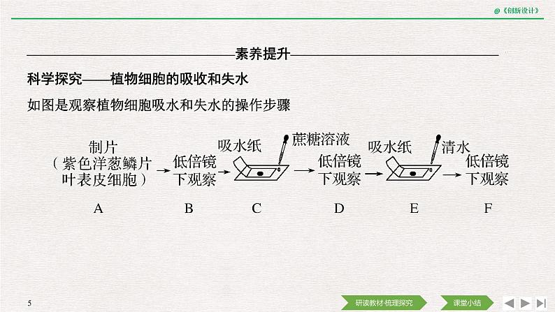 第1节　被动运输第2课时　探究植物细胞的吸水和失水与被动运输课件PPT05