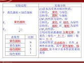 高效课堂同步课件：1-2孟德尔的豌豆杂交实验（二）（必修2） (2)