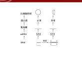 高效課堂同步課件：5-1基因突變和基因重組（必修2）