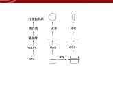 高效课堂同步课件：5-1基因突变和基因重组（必修2）