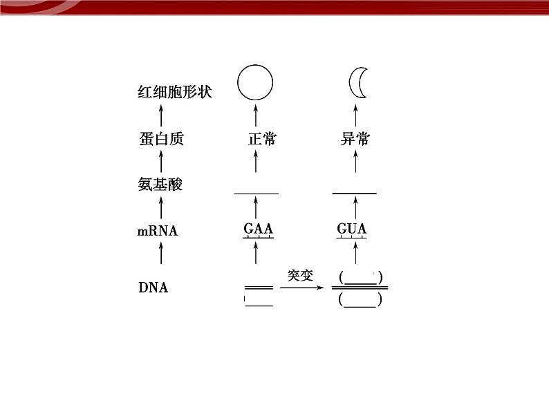 高效课堂同步课件：5-1基因突变和基因重组（必修2）第5页