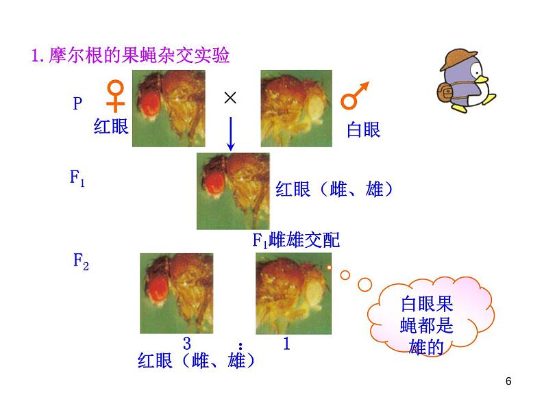 高中生物同步课件：第2章 第2节  基因在染色体上（人教版必修2）06