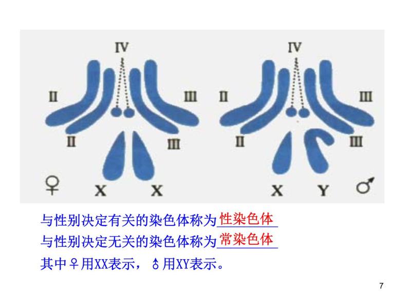 高中生物同步课件：第2章 第2节  基因在染色体上（人教版必修2）07
