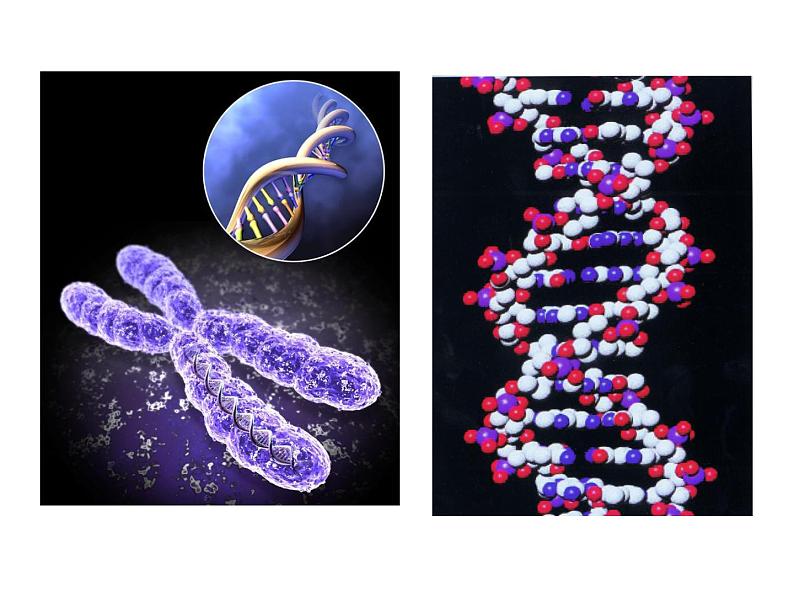 高中生物同步课件：第3章 第1节  DNA是主要的遗传物质（人教版必修2）03