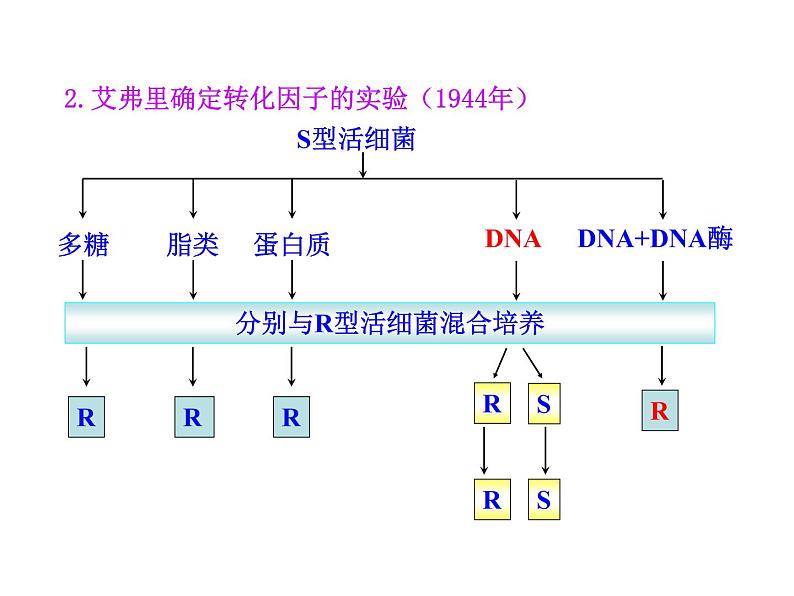 高中生物同步课件：第3章 第1节  DNA是主要的遗传物质（人教版必修2）07