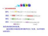 高中生物同步课件：第5章 第2节  染色体变异（人教版必修2）