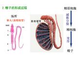 【人教版】高中生物必修二《 2.1.1 减数分裂》课件