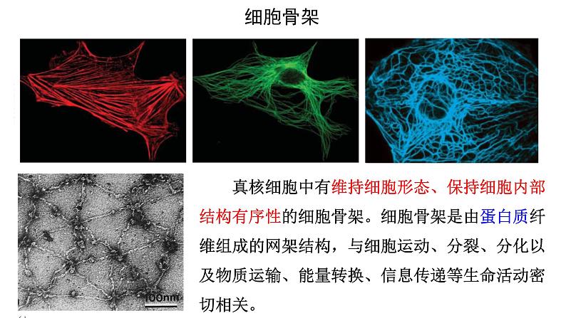 新教材必修一 3.2 细胞器之间的分工合作课件PPT第3页