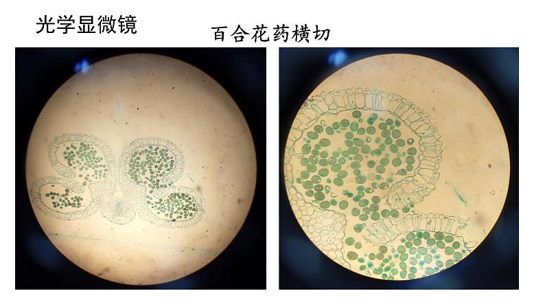 新教材必修一 3.2 细胞器之间的分工合作课件PPT第4页