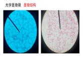新教材必修一 3.2 细胞器之间的分工合作课件PPT