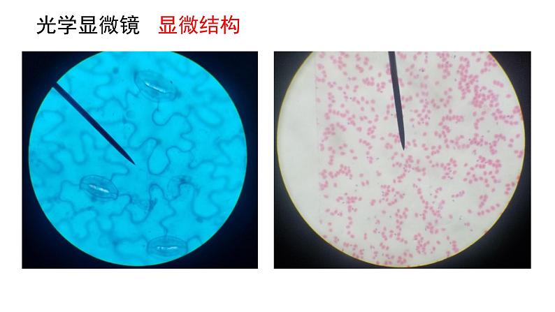 新教材必修一 3.2 细胞器之间的分工合作课件PPT第5页