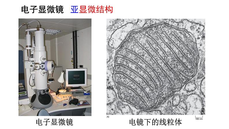 新教材必修一 3.2 细胞器之间的分工合作课件PPT第7页