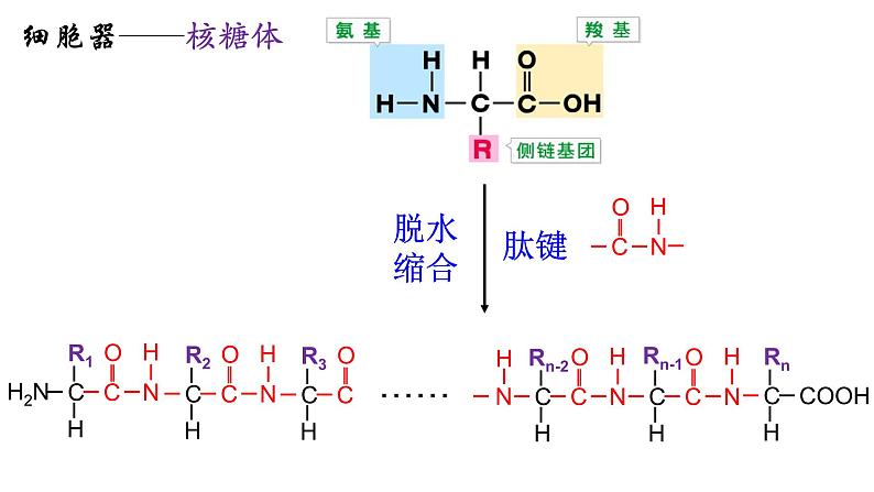 新教材必修一 3.2 细胞器之间的分工合作课件PPT第8页