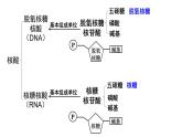 新教材必修一 2.5 核酸是遗传信息的携带者课件PPT