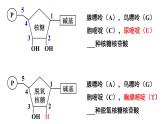 新教材必修一 2.5 核酸是遗传信息的携带者课件PPT