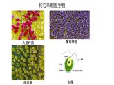 新教材必修一 1.1 细胞是生命活动的基本单位课件PPT