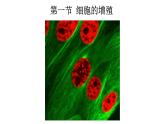 新教材必修一 6.1 细胞的增殖课件PPT