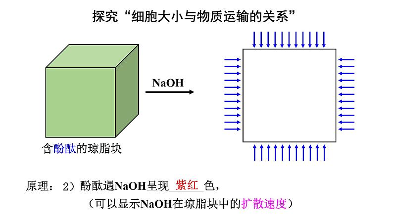 新教材必修一 6.1 细胞的增殖课件PPT05