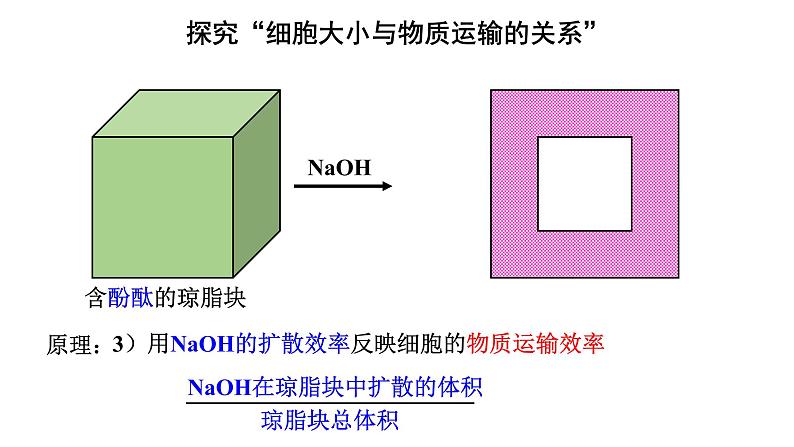 新教材必修一 6.1 细胞的增殖课件PPT06