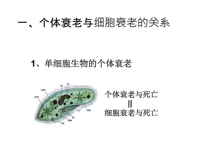 新教材必修一 6.3 细胞的衰老和死亡课件PPT第3页