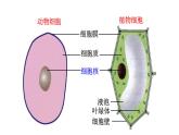 新教材必修一 1.2 细胞的多样性和统一性课件PPT