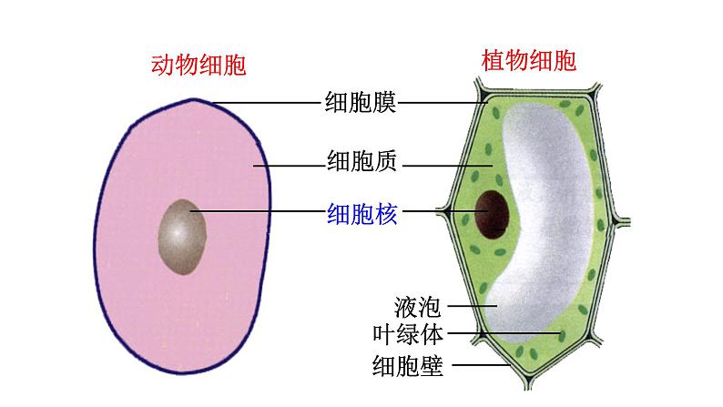 新教材必修一 1.2 细胞的多样性和统一性课件PPT03