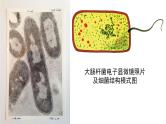 新教材必修一 1.2 细胞的多样性和统一性课件PPT