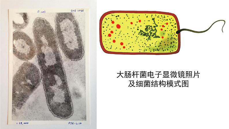 新教材必修一 1.2 细胞的多样性和统一性课件PPT05