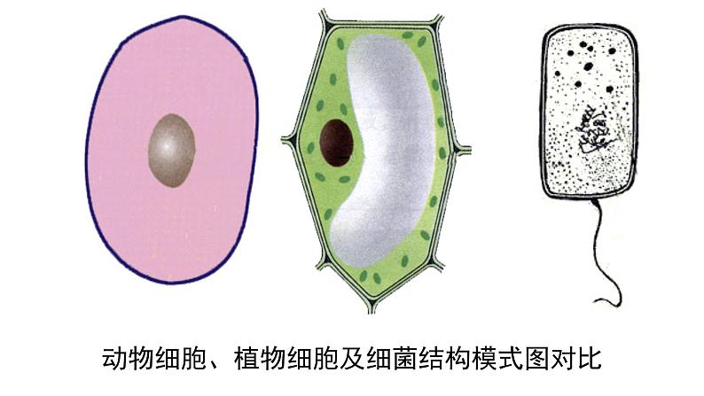 新教材必修一 1.2 细胞的多样性和统一性课件PPT06