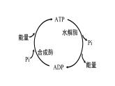 新教材必修一 5.3 细胞呼吸的原理和应用课件PPT