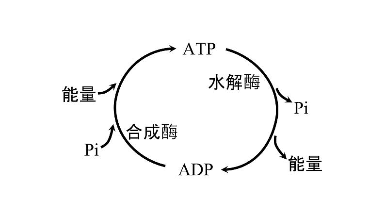 新教材必修一 5.3 细胞呼吸的原理和应用课件PPT02