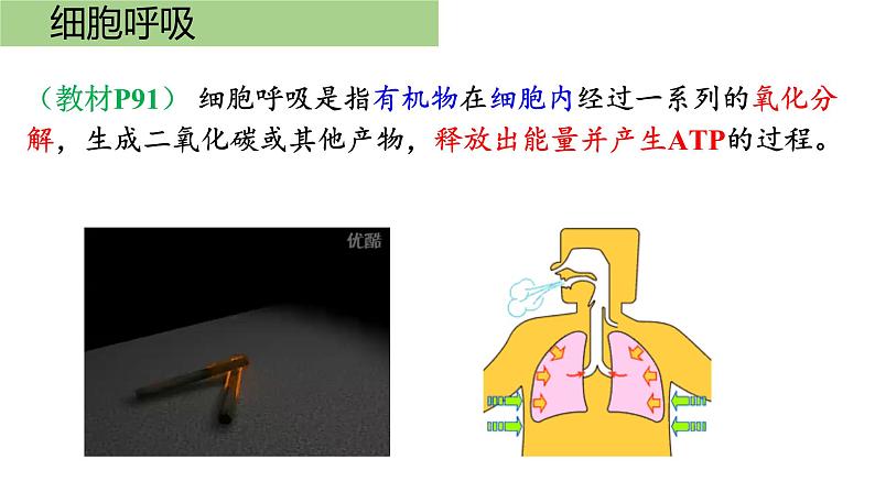 新教材必修一 5.3 细胞呼吸的原理和应用课件PPT03