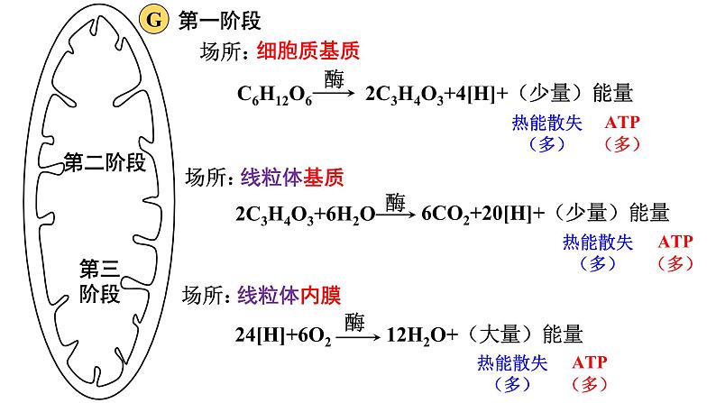 新教材必修一 5.3 细胞呼吸的原理和应用课件PPT06