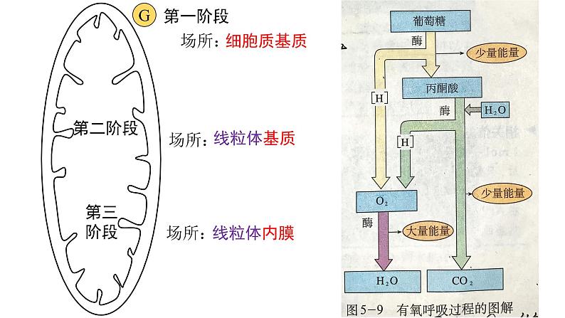 新教材必修一 5.3 细胞呼吸的原理和应用课件PPT07