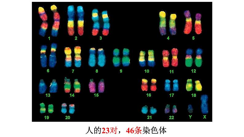 高中生物必修二 2.1 减数分裂与受精课件PPT02