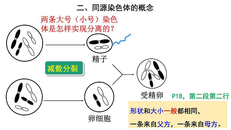 高中生物必修二 2.1 减数分裂与受精课件PPT05