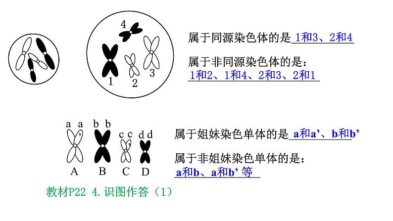 高中生物必修二 2.1 减数分裂与受精课件PPT06