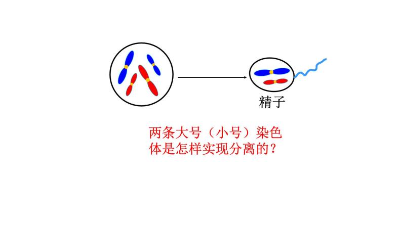 高中生物必修二 2.1 减数分裂与受精课件PPT08