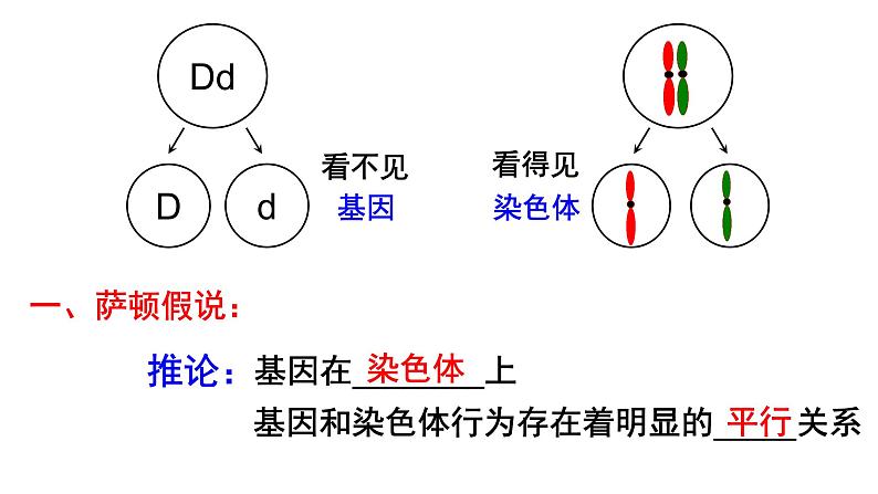 高中生物必修二 2.2 基因在染色体上课件PPT第2页