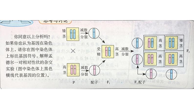 高中生物必修二 2.2 基因在染色体上课件PPT第4页