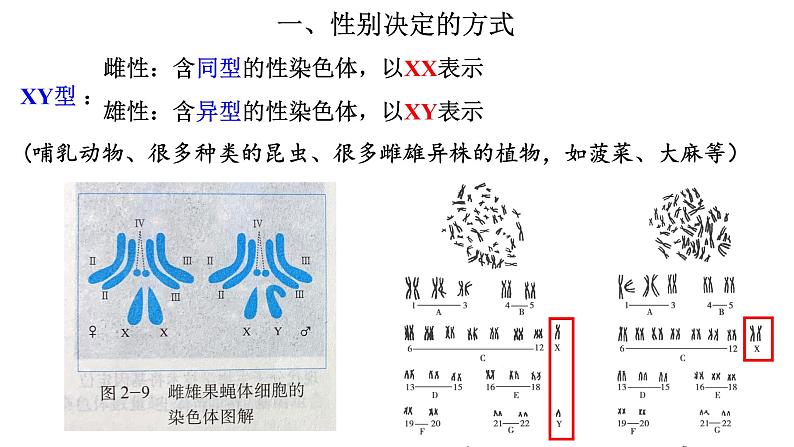 高中生物必修二 2.3 伴性遗传课件PPT02