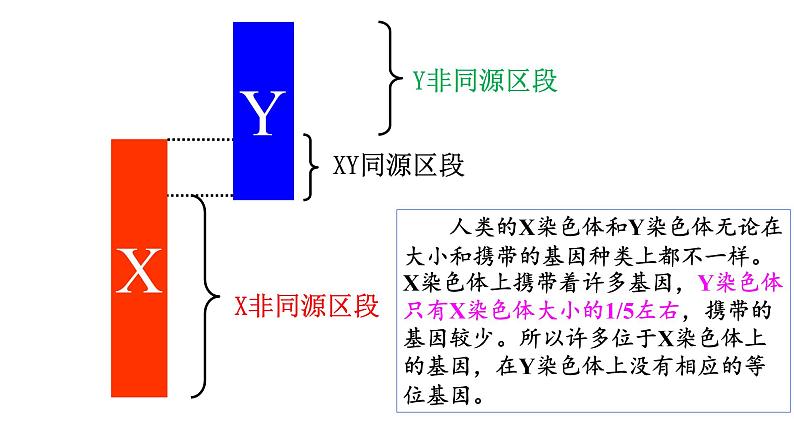 高中生物必修二 2.3 伴性遗传课件PPT03