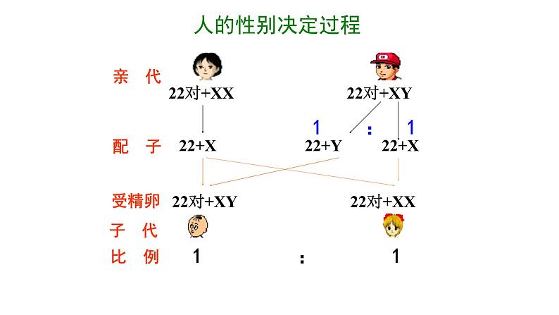 高中生物必修二 2.3 伴性遗传课件PPT04