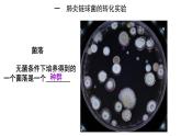 高中生物必修二 3.1 DNA是主要的遗传物质课件PPT