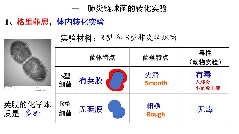 高中生物必修二 3.1 DNA是主要的遗传物质课件PPT06