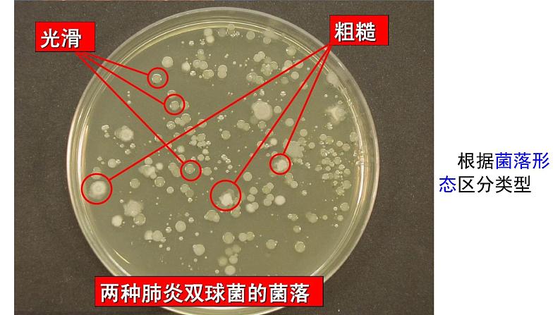 高中生物必修二 3.1 DNA是主要的遗传物质课件PPT07