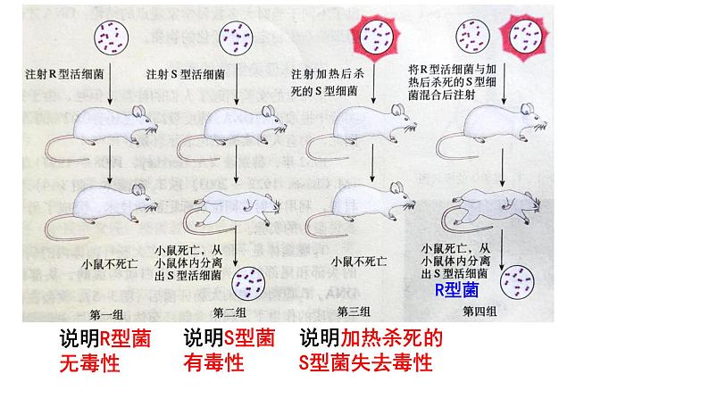 高中生物必修二 3.1 DNA是主要的遗传物质课件PPT08